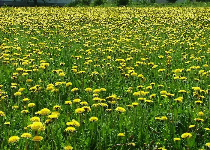 婉哈帕皮菈小屋式酒店 Simoniemi